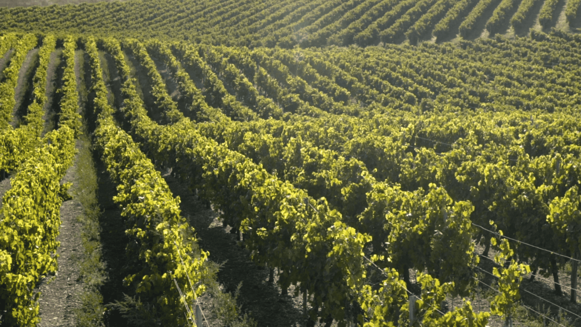 Les Cépages Utilisés pour la Production du Cognac : Guide Complet