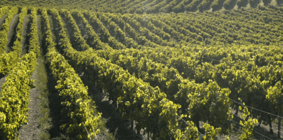 Les Cépages Utilisés pour la Production du Cognac : Guide Complet
