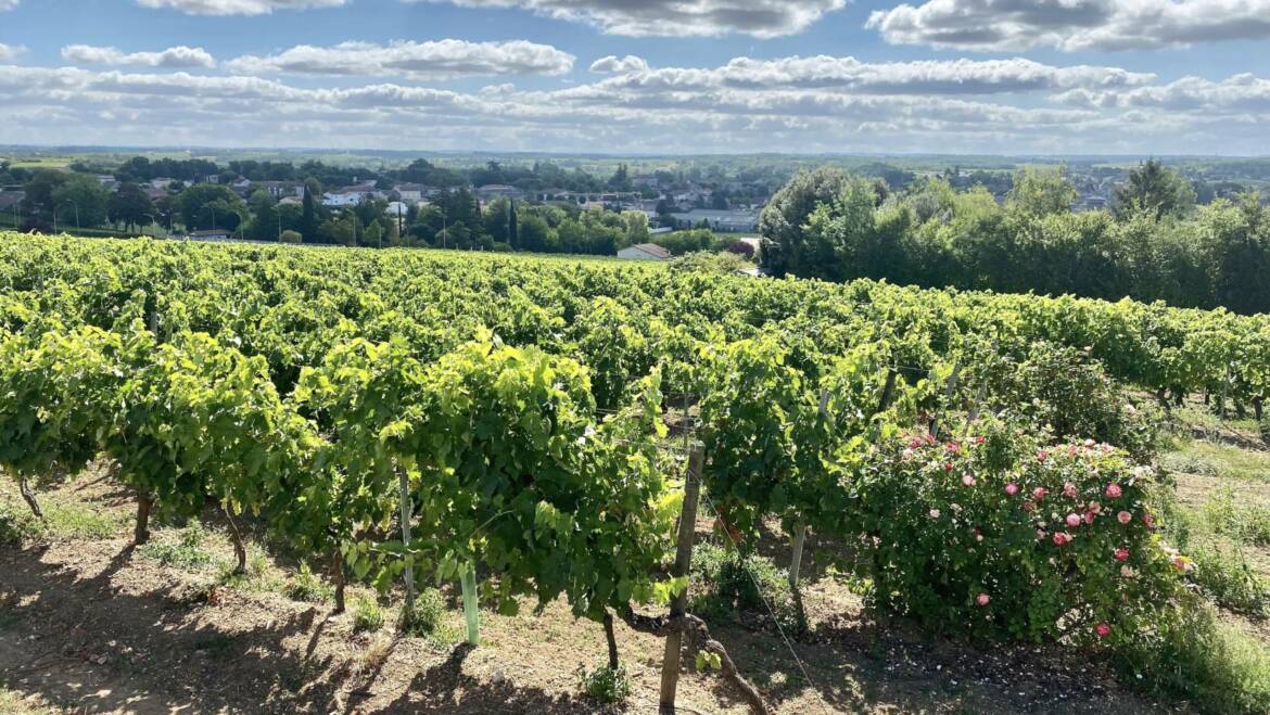 Les Étapes de la Vinification du Cognac : Processus Détaillé et Réglementé