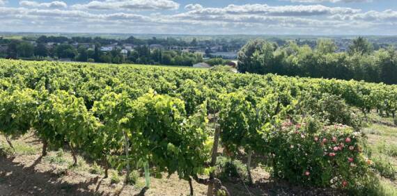 Les Étapes de la Vinification du Cognac : Processus Détaillé et Réglementé