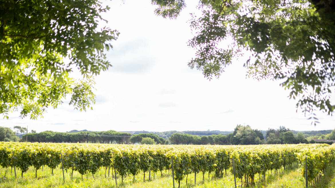 Le Sémillon dans le Cognac : Un Trésor Caché au Service de l’Excellence