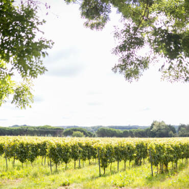 Le Sémillon dans le Cognac : Un Trésor Caché au Service de l’Excellence