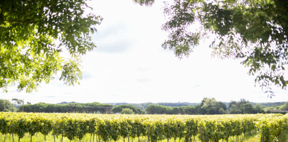 Le Sémillon dans le Cognac : Un Trésor Caché au Service de l’Excellence