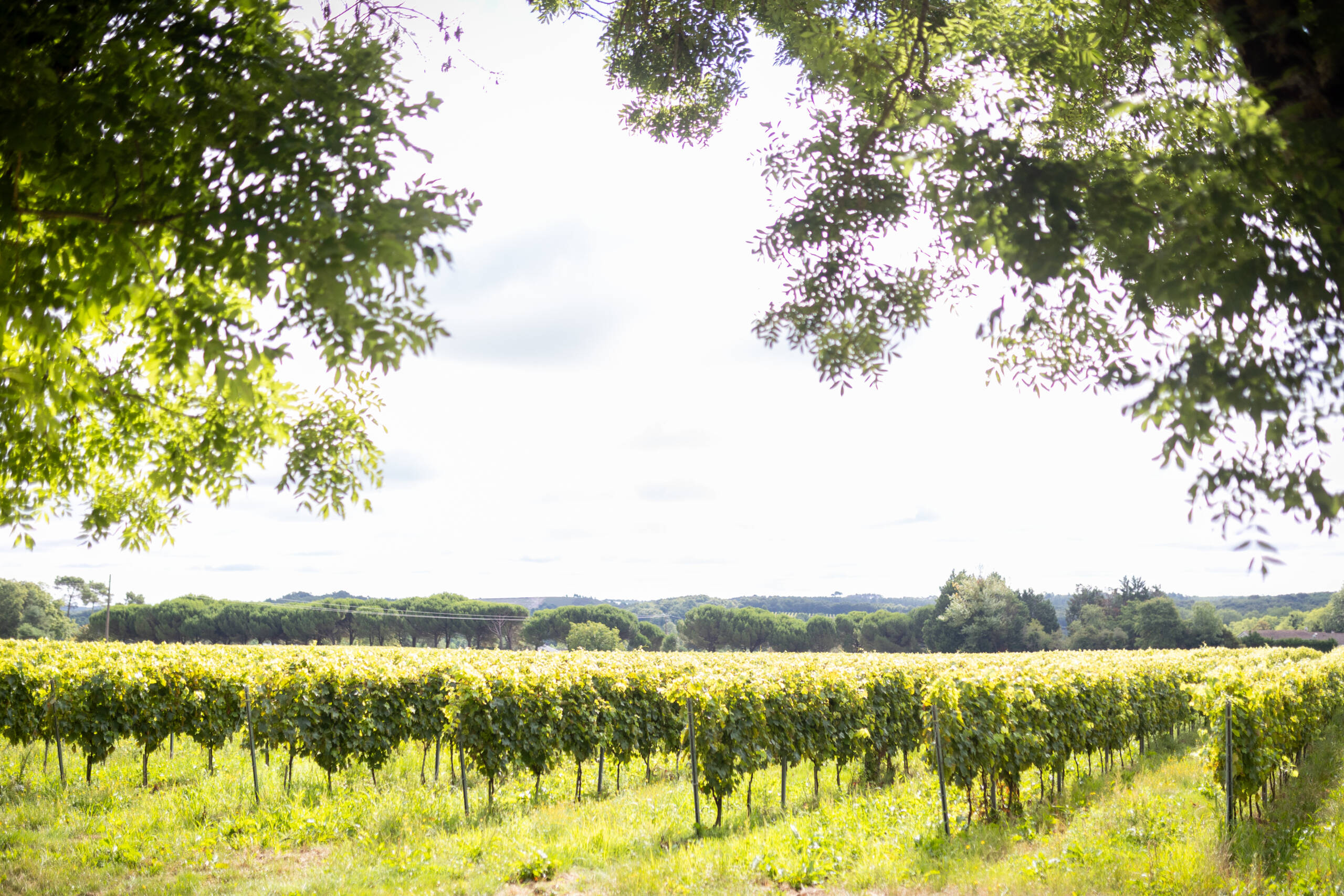 Le Sémillon dans le Cognac : Un Trésor Caché au Service de l’Excellence