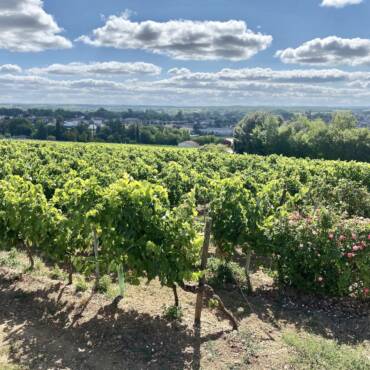 Grande Champagne : Le Terroir d’Excellence du Cognac