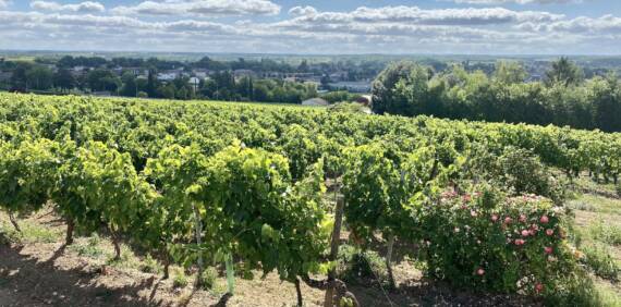 Grande Champagne : Le Terroir d’Excellence du Cognac