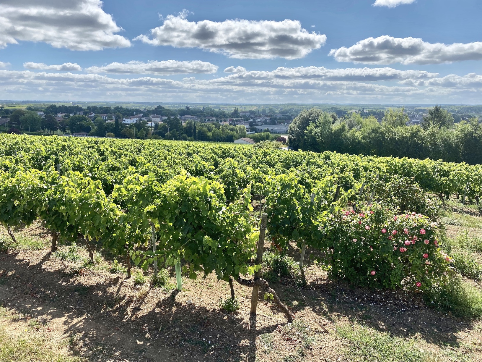 Grande Champagne : Le Terroir d’Excellence du Cognac