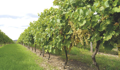 La Petite Champagne dans le Cognac : Un Terroir d’Exception