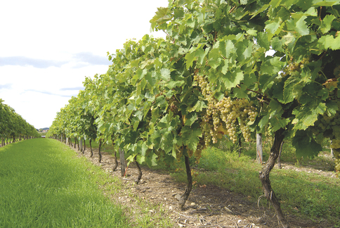 La Petite Champagne dans le Cognac : Un Terroir d’Exception