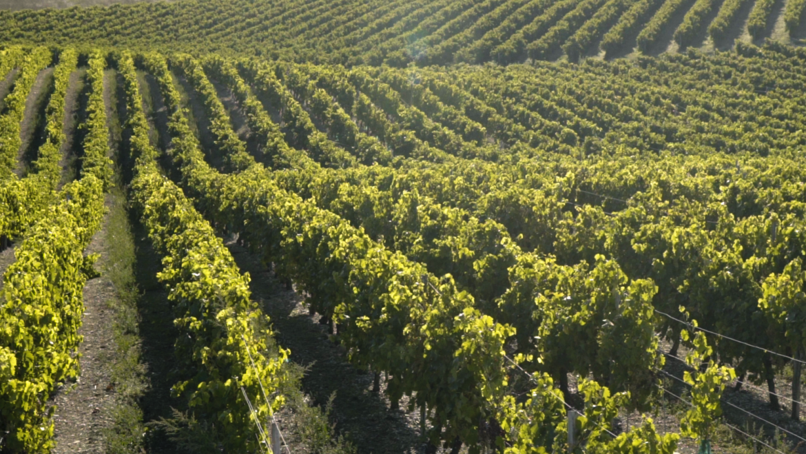 Bons Bois : Un Terroir Méconnu mais Essentiel dans le Cognac