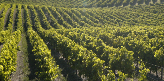 Bons Bois : Un Terroir Méconnu mais Essentiel dans le Cognac