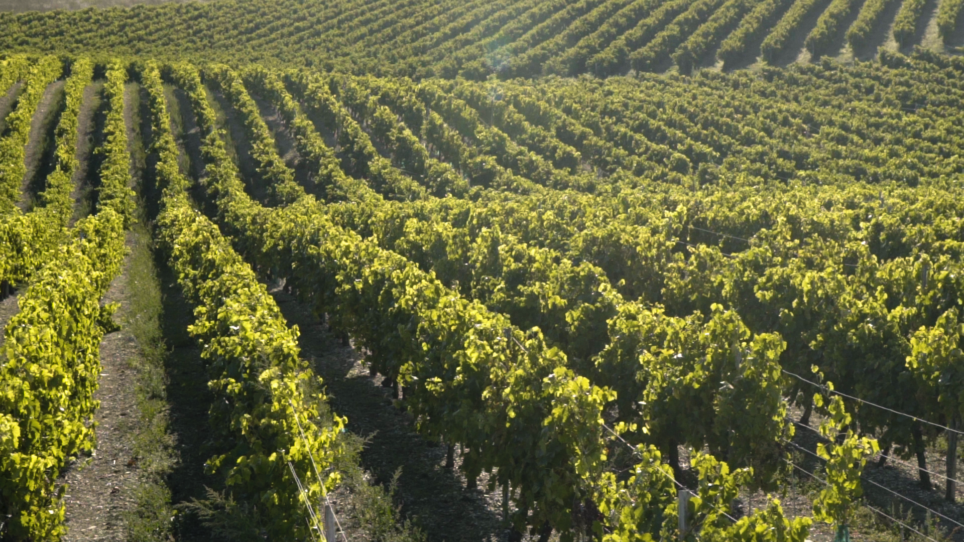 Bons Bois : Un Terroir Méconnu mais Essentiel dans le Cognac