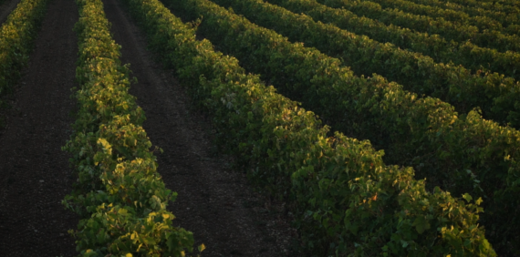 Bois Ordinaires dans le Cognac : Une Terroir Méconnu aux Multiples Richesses