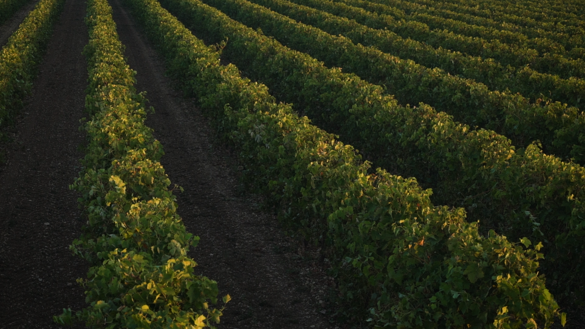 Bois Ordinaires dans le Cognac : Une Terroir Méconnu aux Multiples Richesses
