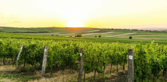 Les Borderies : Le Trésor Caché du Cognac