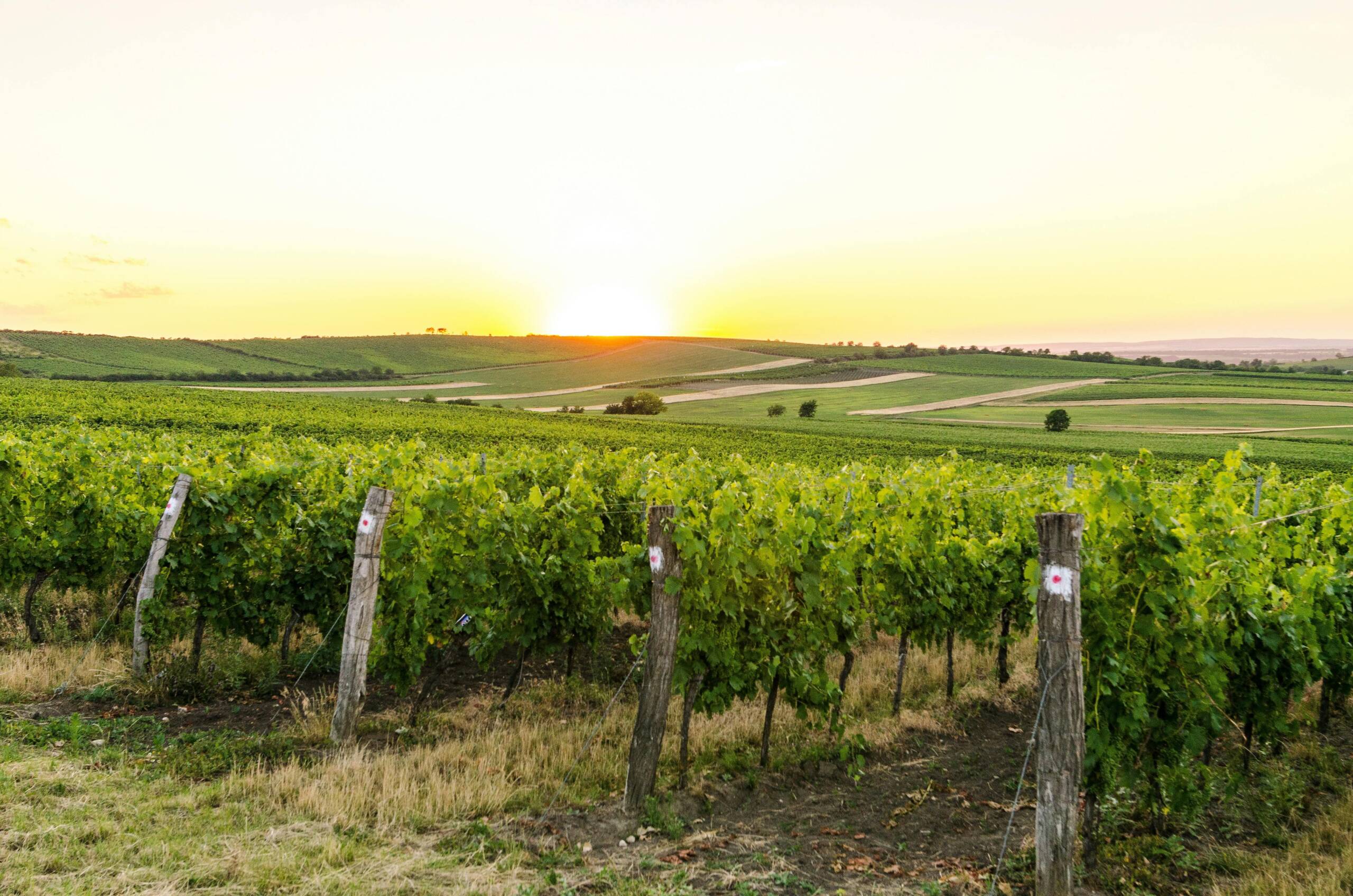 Les Borderies : Le Trésor Caché du Cognac