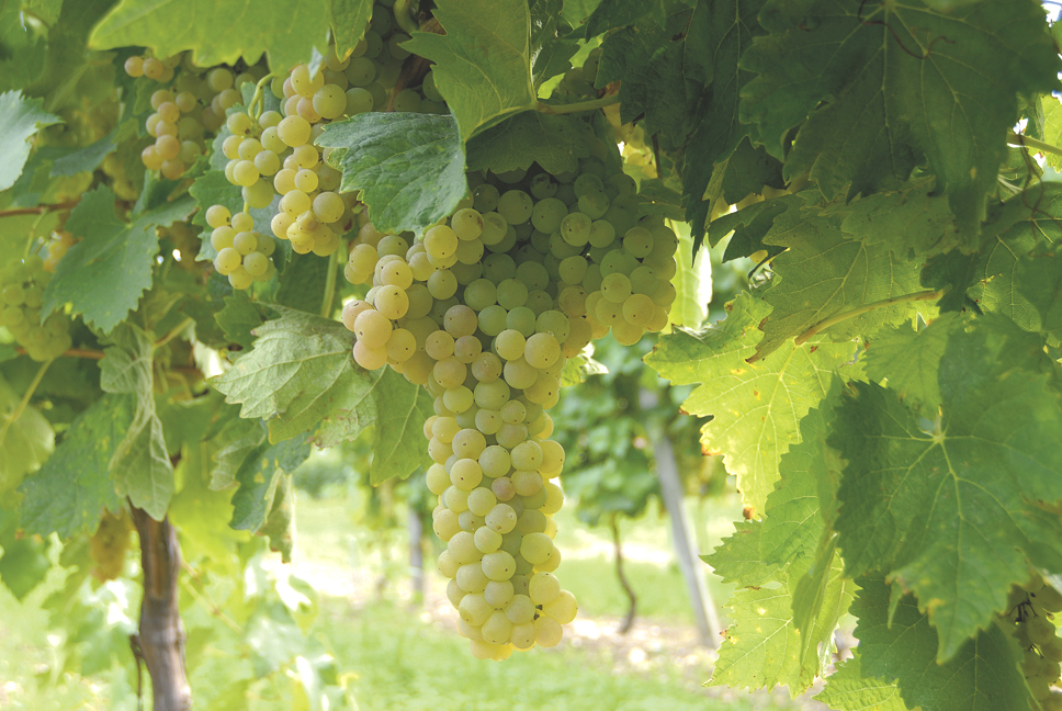 Ugni Blanc : Le Cépage Incontournable du Cognac